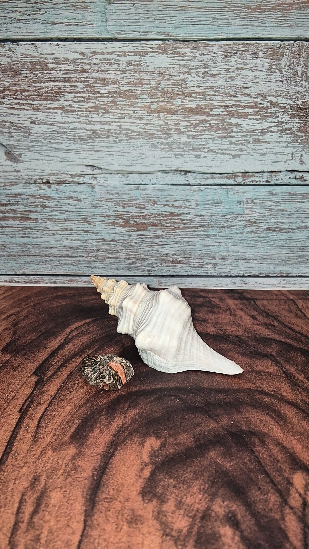 Authentic Mature Adult Horse Conch Gastropod Shell
