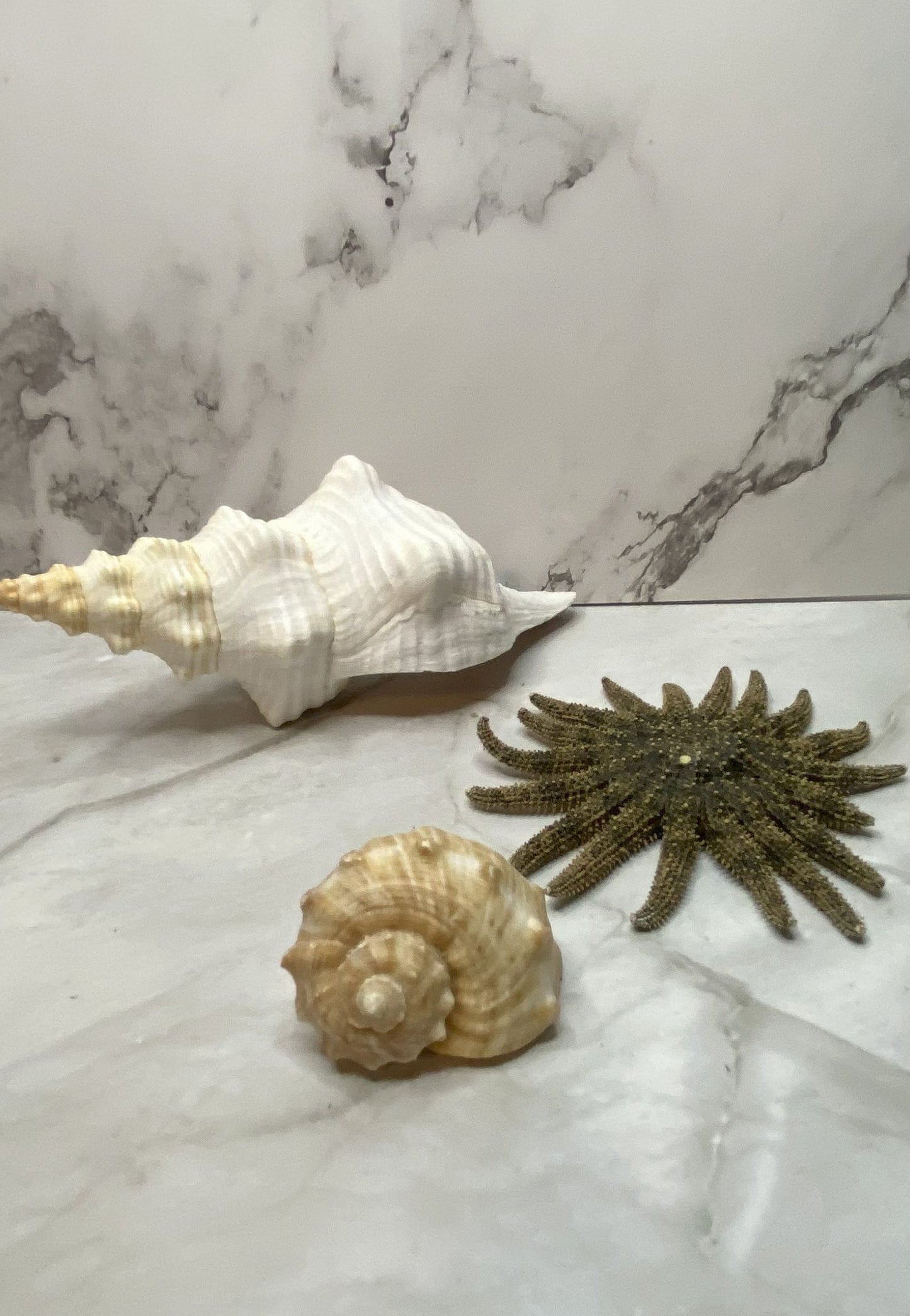 Authentic Mature Adult Horse Conch Gastropod Shell
