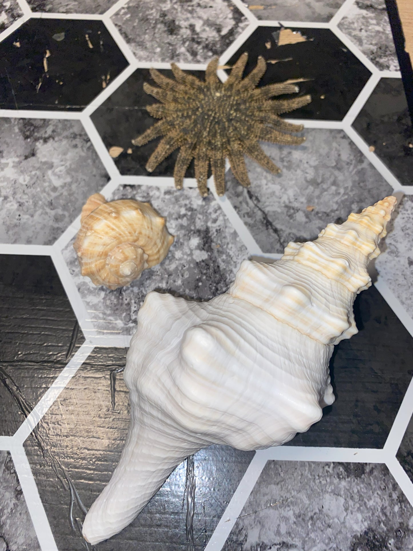 Authentic Mature Adult Horse Conch Gastropod Shell