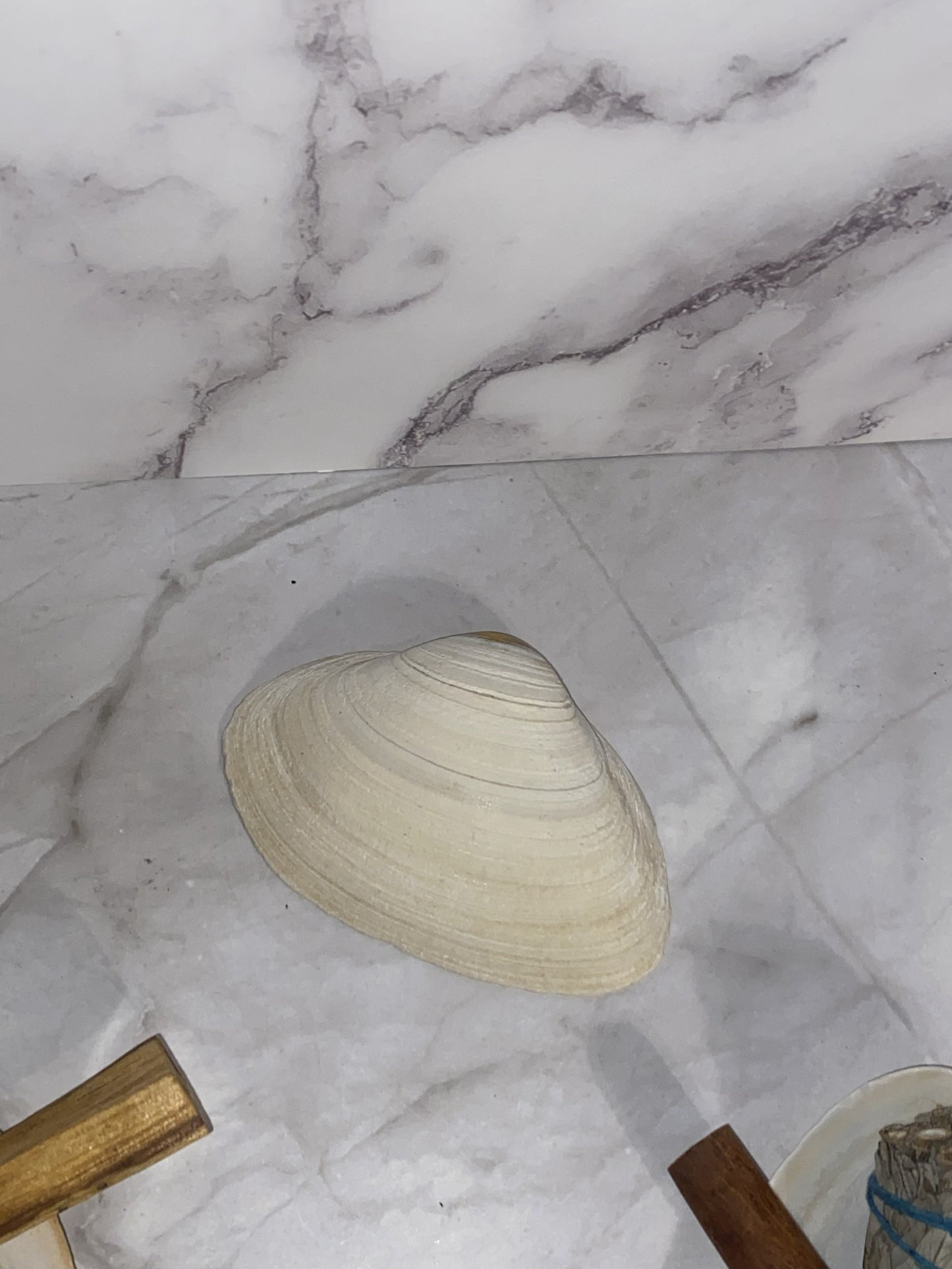 Authentic Surf Clam Beach Shell