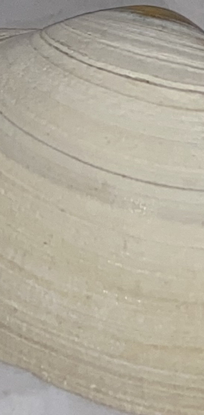 Authentic Surf Clam Beach Shell