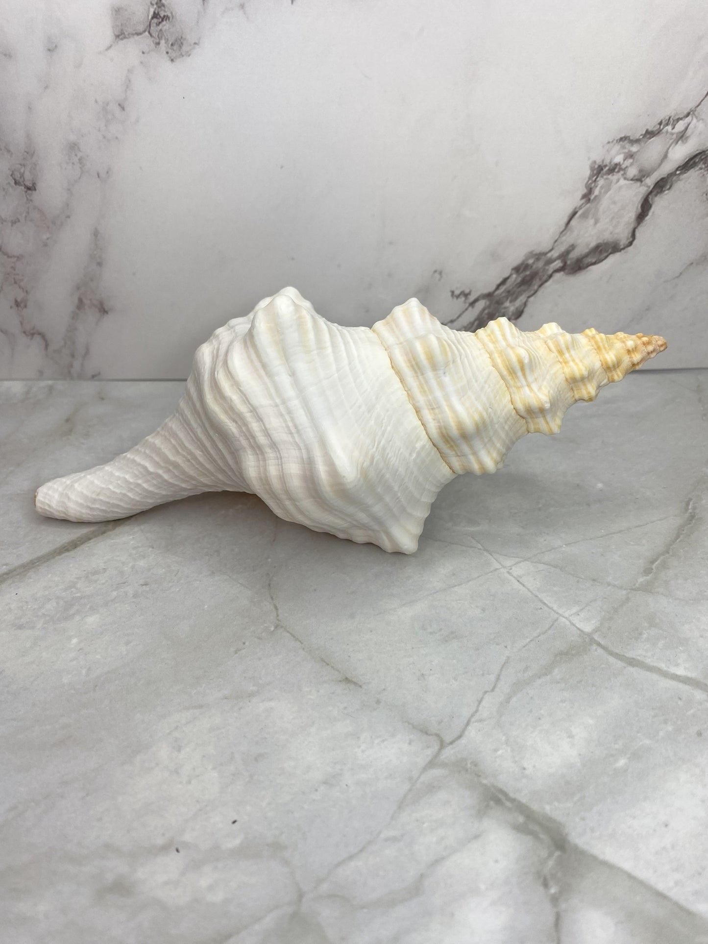 Authentic Mature Adult Horse Conch Gastropod Shell