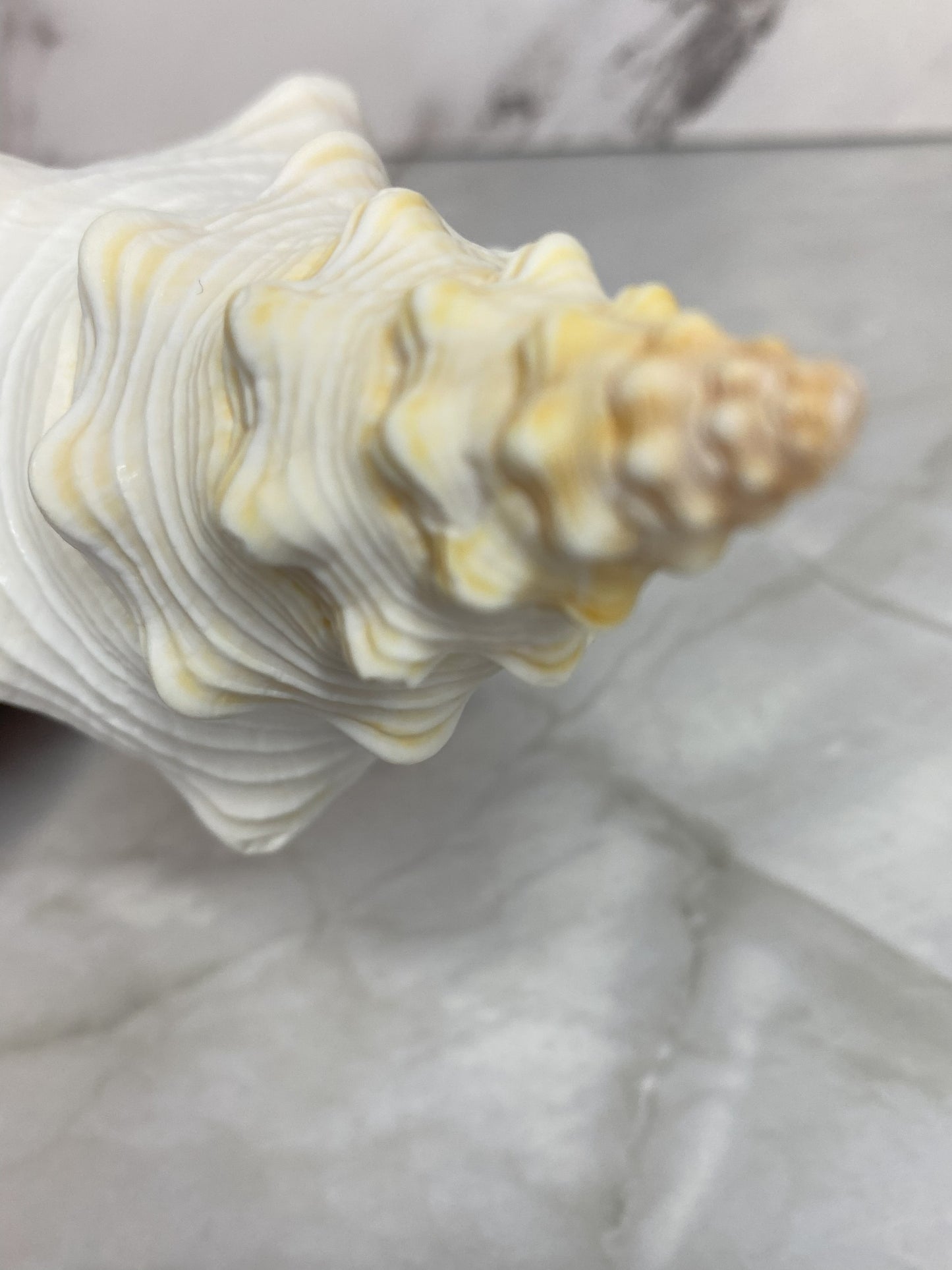 Authentic Mature Adult Horse Conch Gastropod Shell