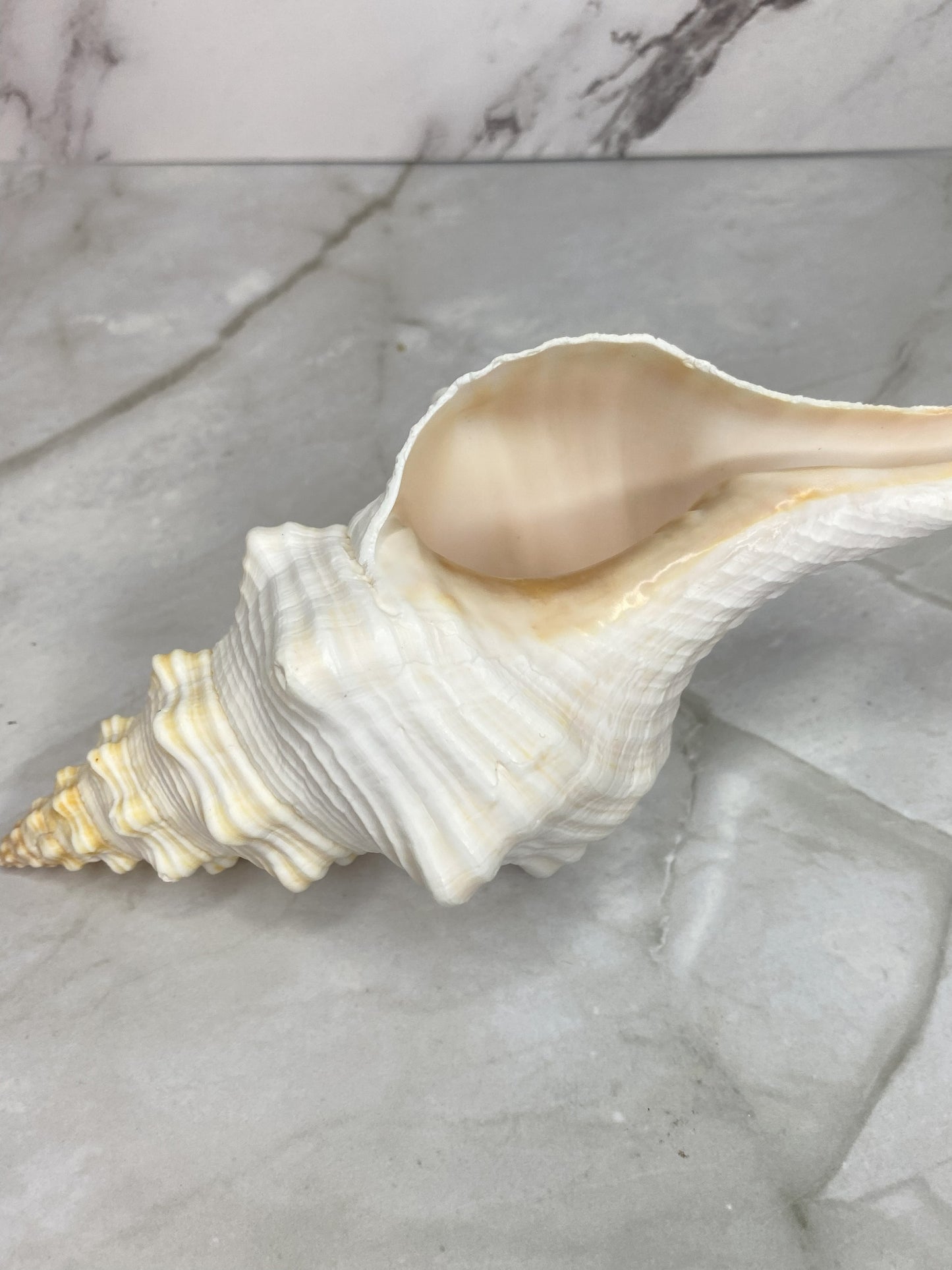 Authentic Mature Adult Horse Conch Gastropod Shell