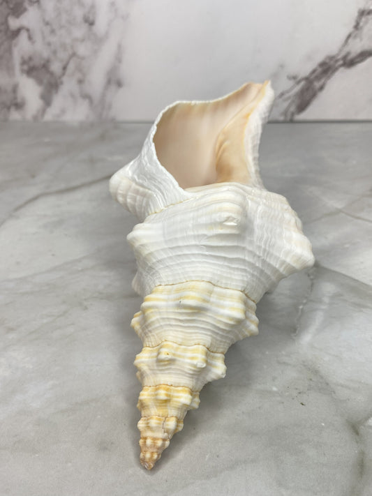 Authentic Mature Adult Horse Conch Gastropod Shell