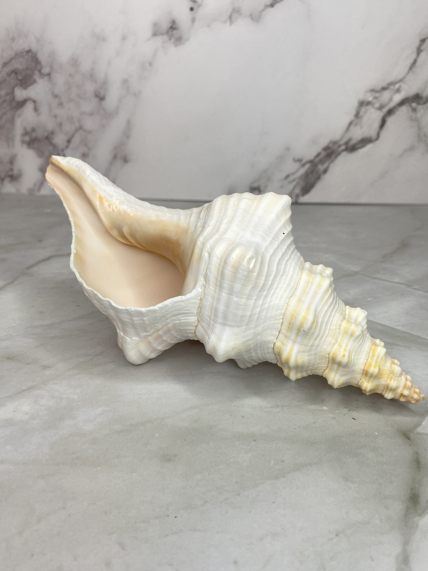 Authentic Mature Adult Horse Conch Gastropod Shell