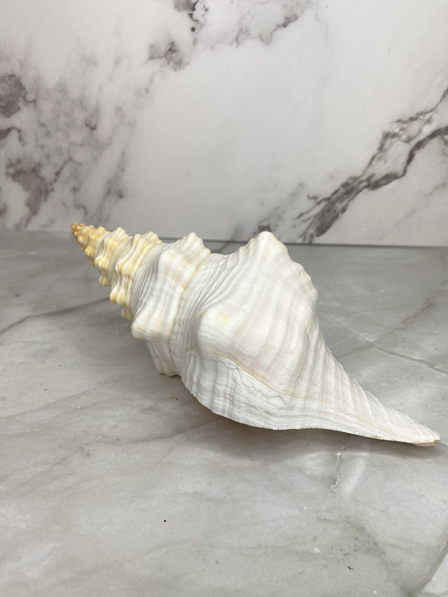 Authentic Mature Adult Horse Conch Gastropod Shell