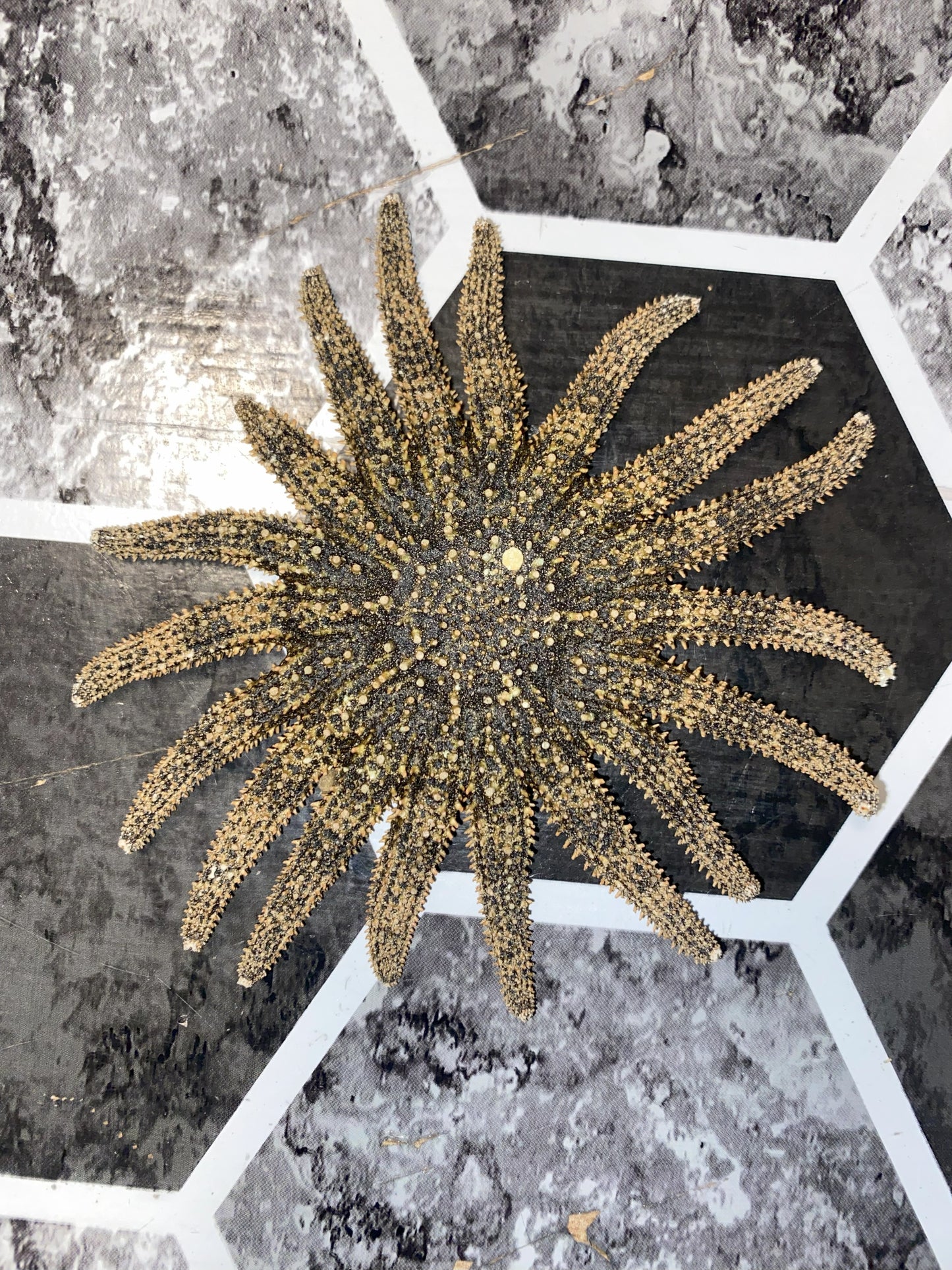 Authentic Dried Adult Mexican Sunflower SeaStar