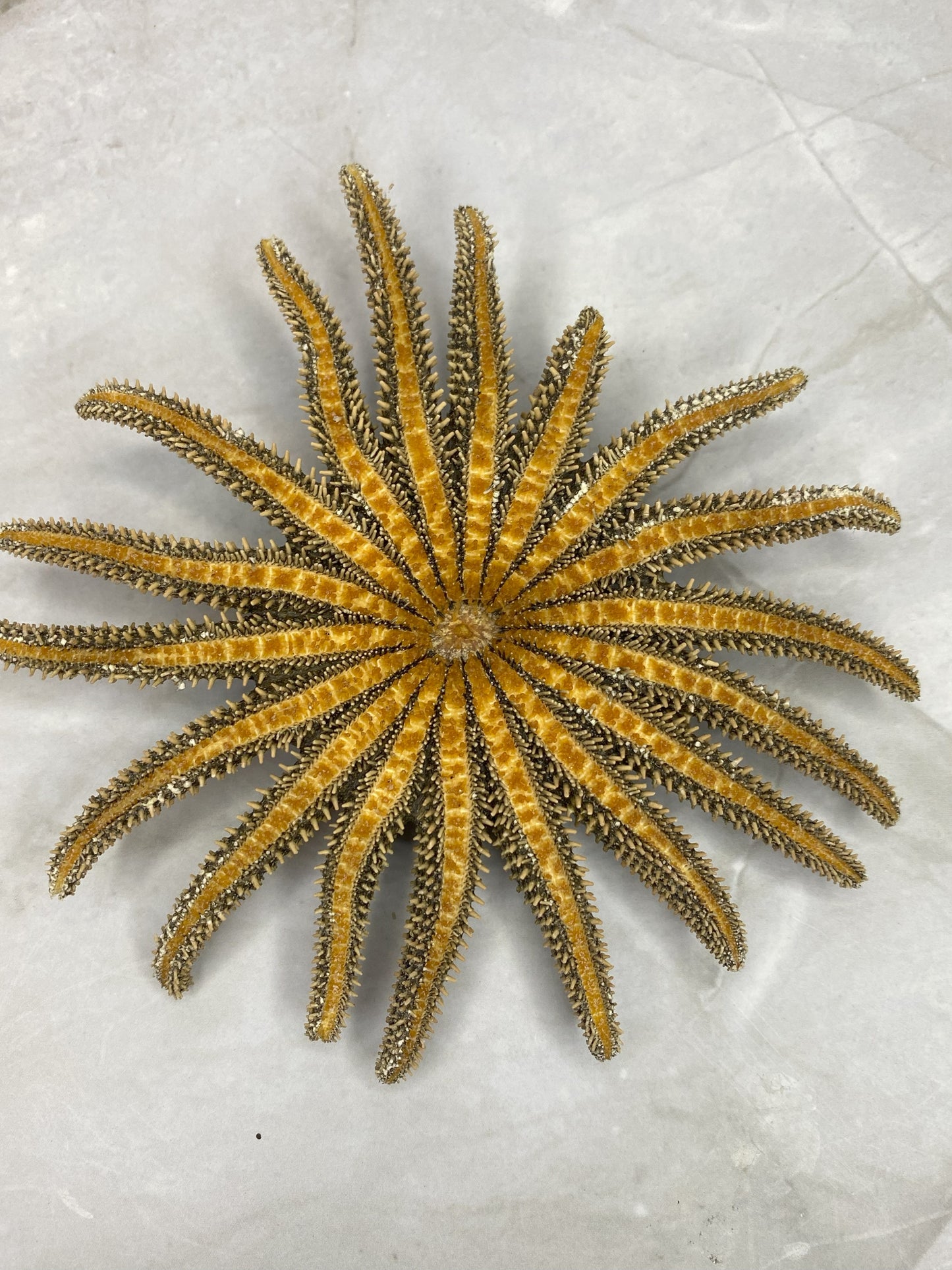 Authentic Dried Adult Mexican Sunflower SeaStar