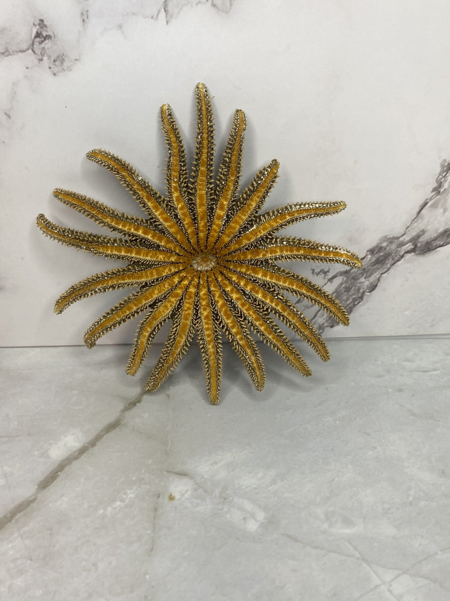 Authentic Dried Adult Mexican Sunflower SeaStar