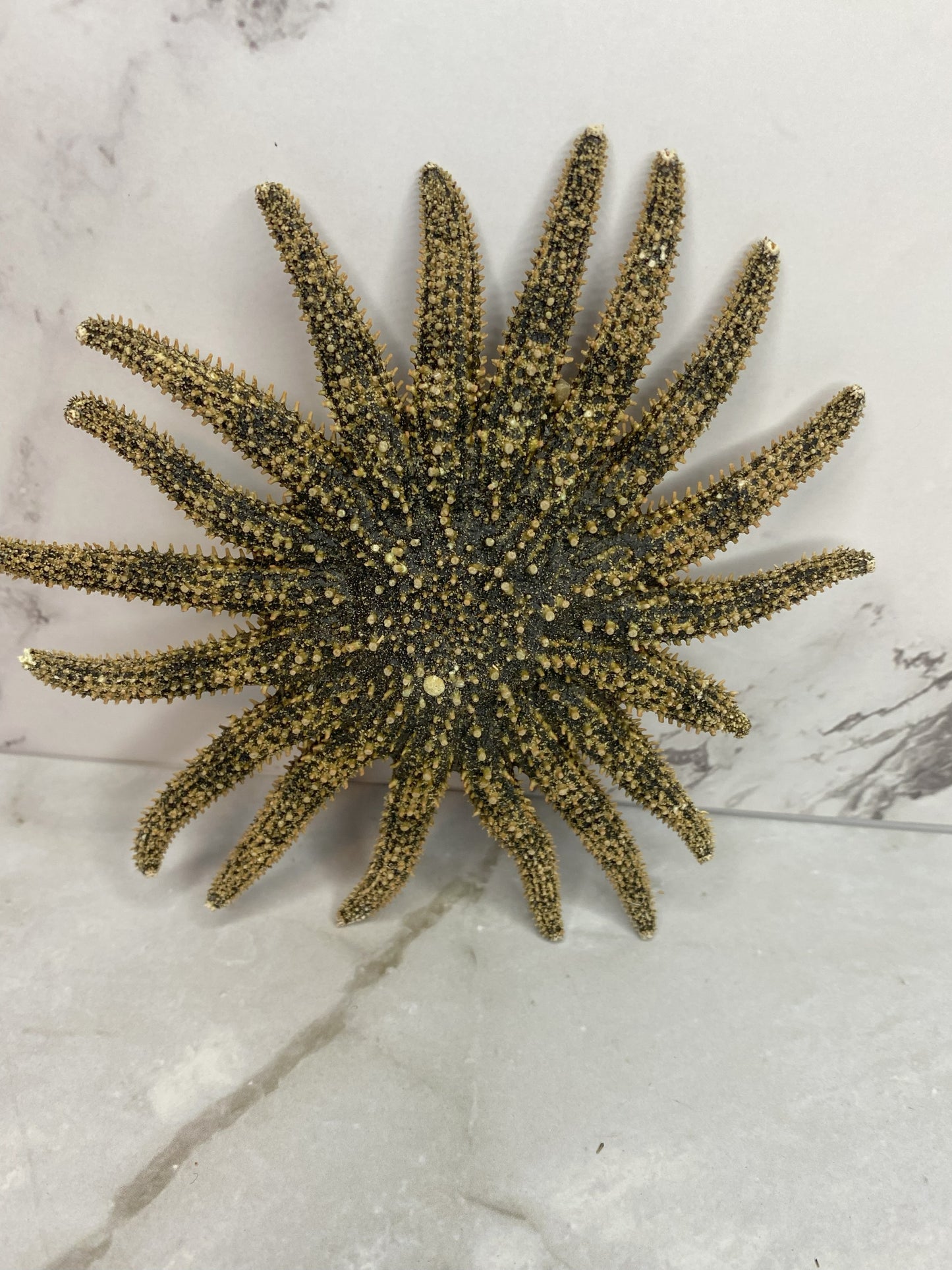 Authentic Dried Adult Mexican Sunflower SeaStar