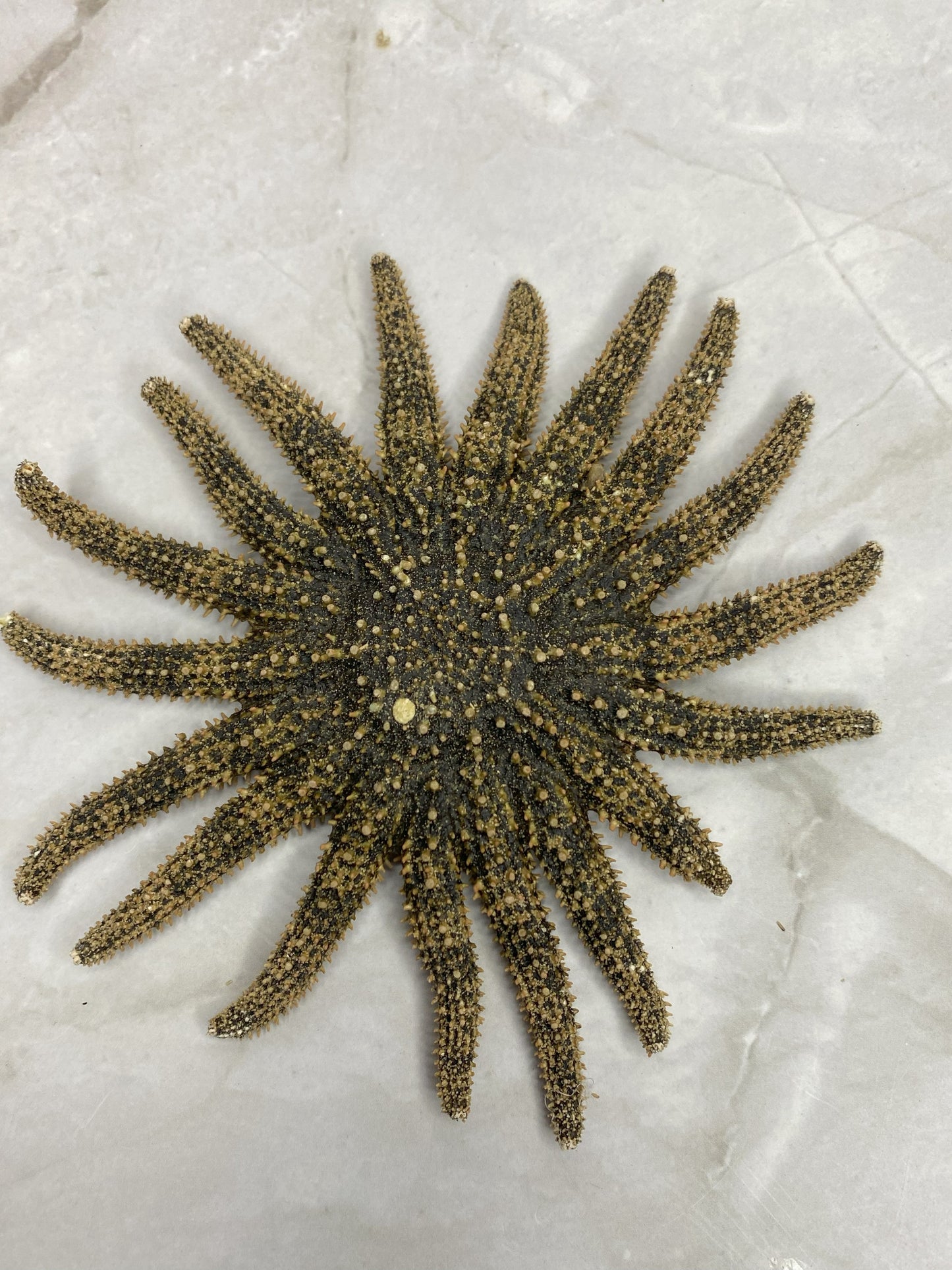 Authentic Dried Adult Mexican Sunflower SeaStar