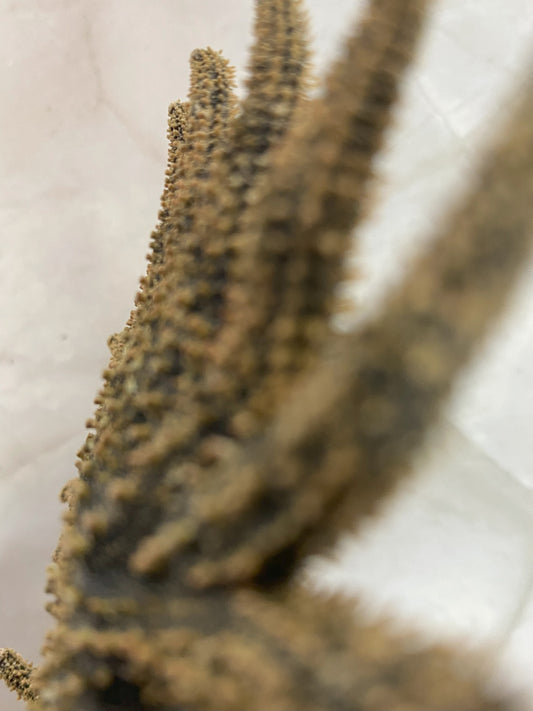 Authentic Dried Adult Mexican Sunflower SeaStar