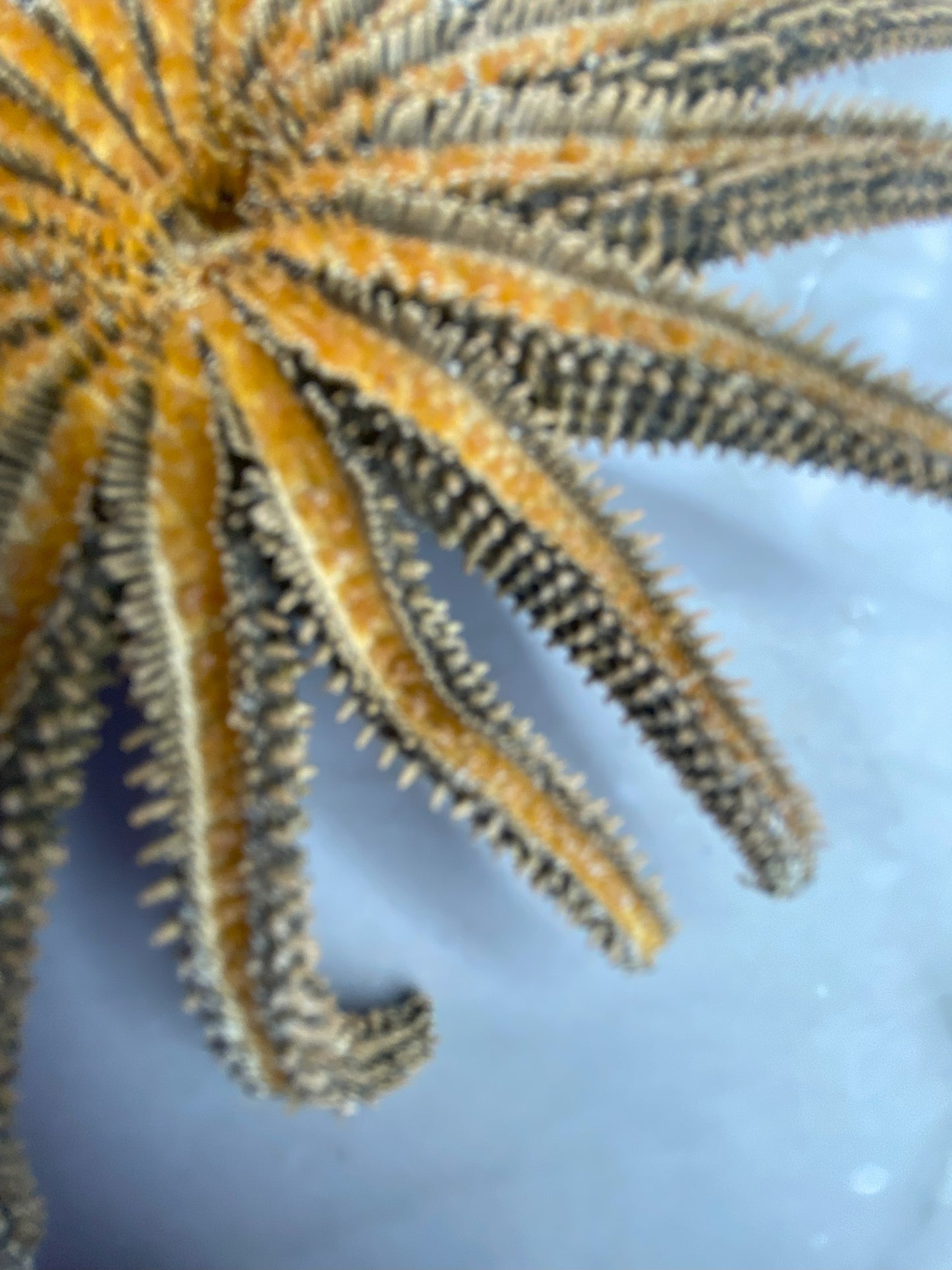 Authentic Dried Adult Mexican Sunflower SeaStar