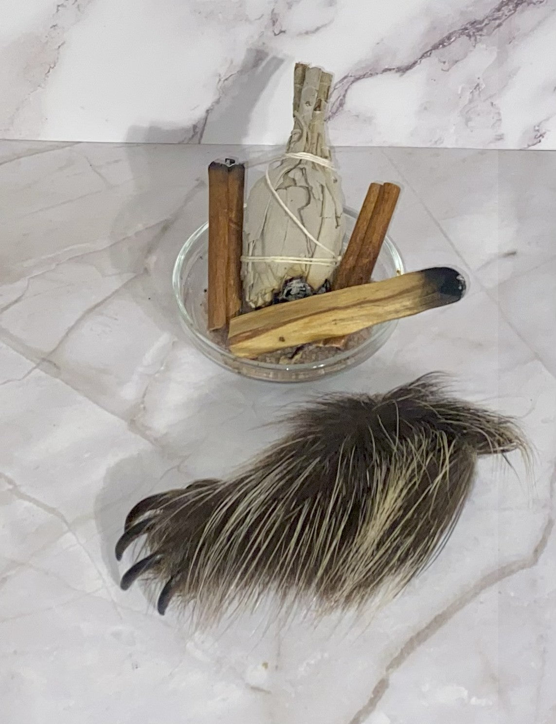 Genuine Mummified Porcupine Hind Foot