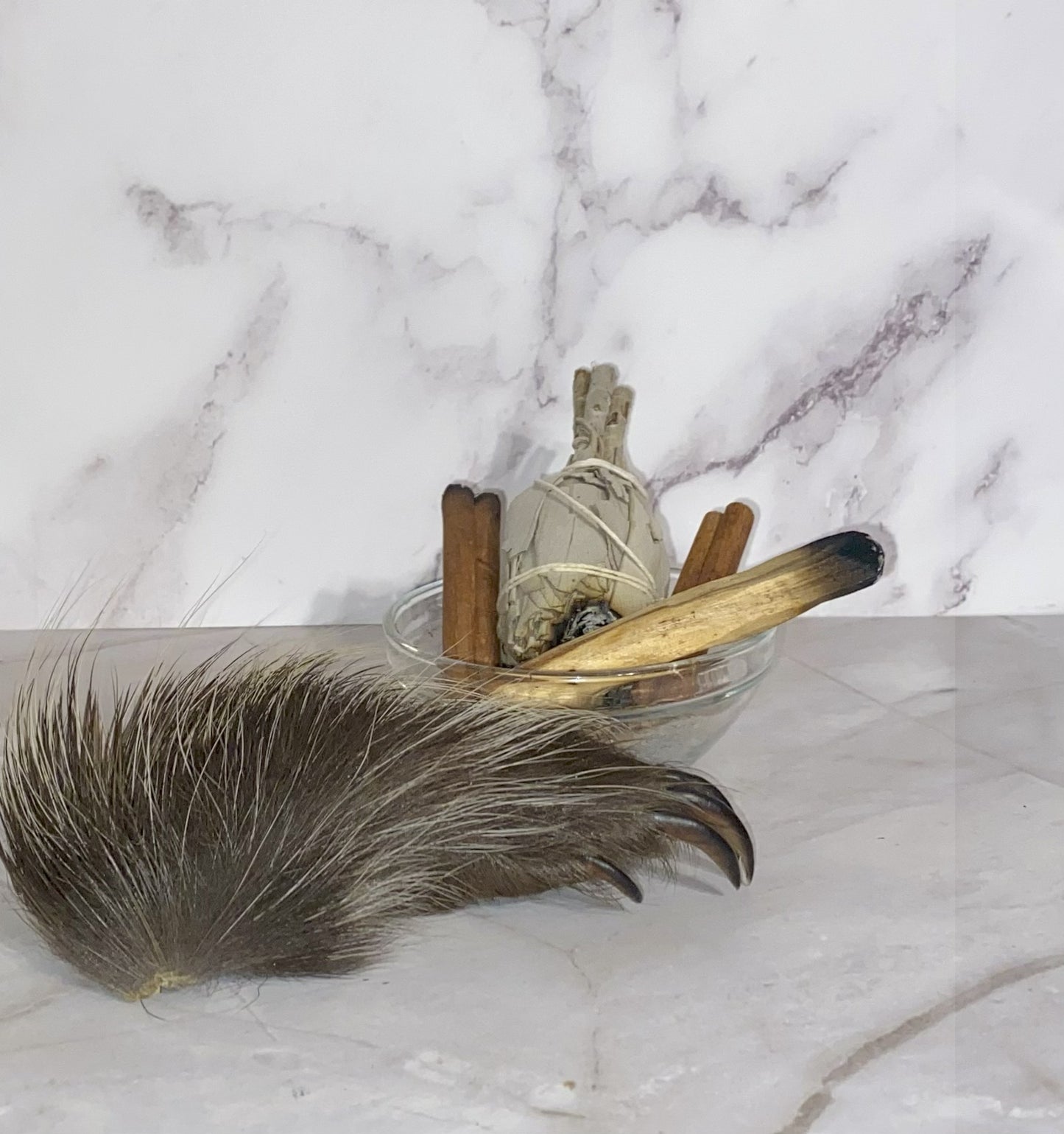 Genuine Mummified Porcupine Hind Foot
