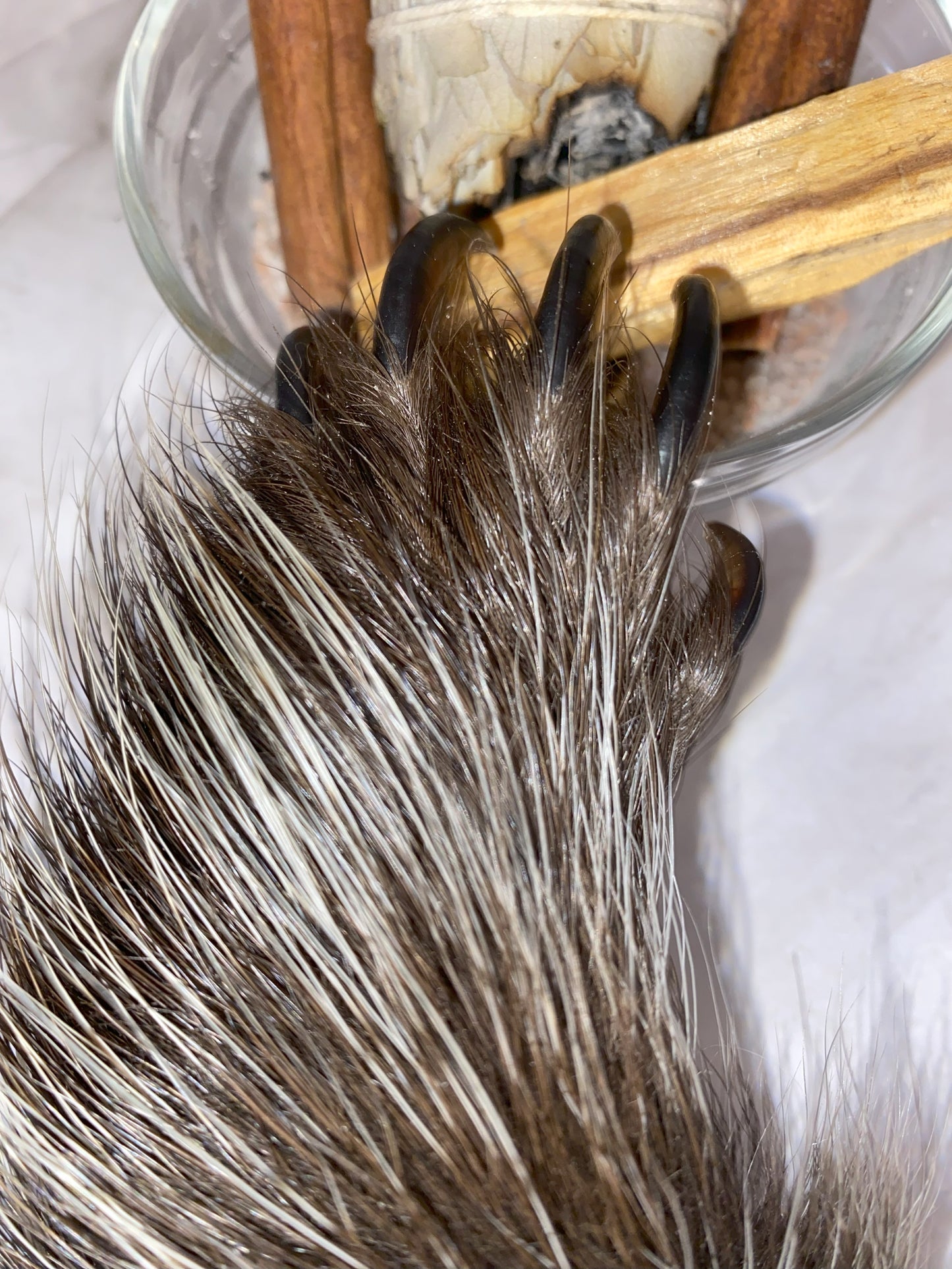 Genuine Mummified Porcupine Hind Foot