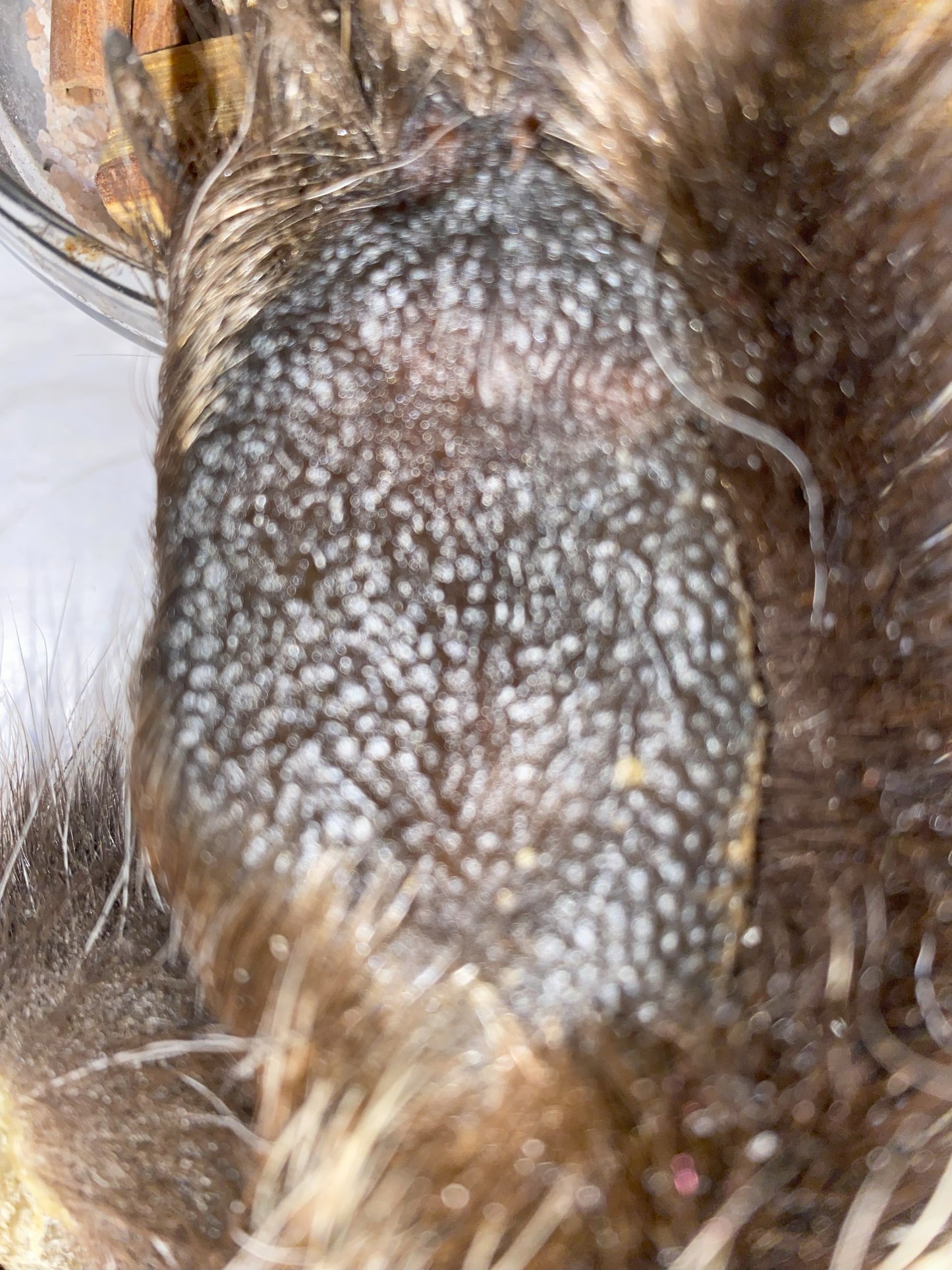 Genuine Mummified Porcupine Hind Foot