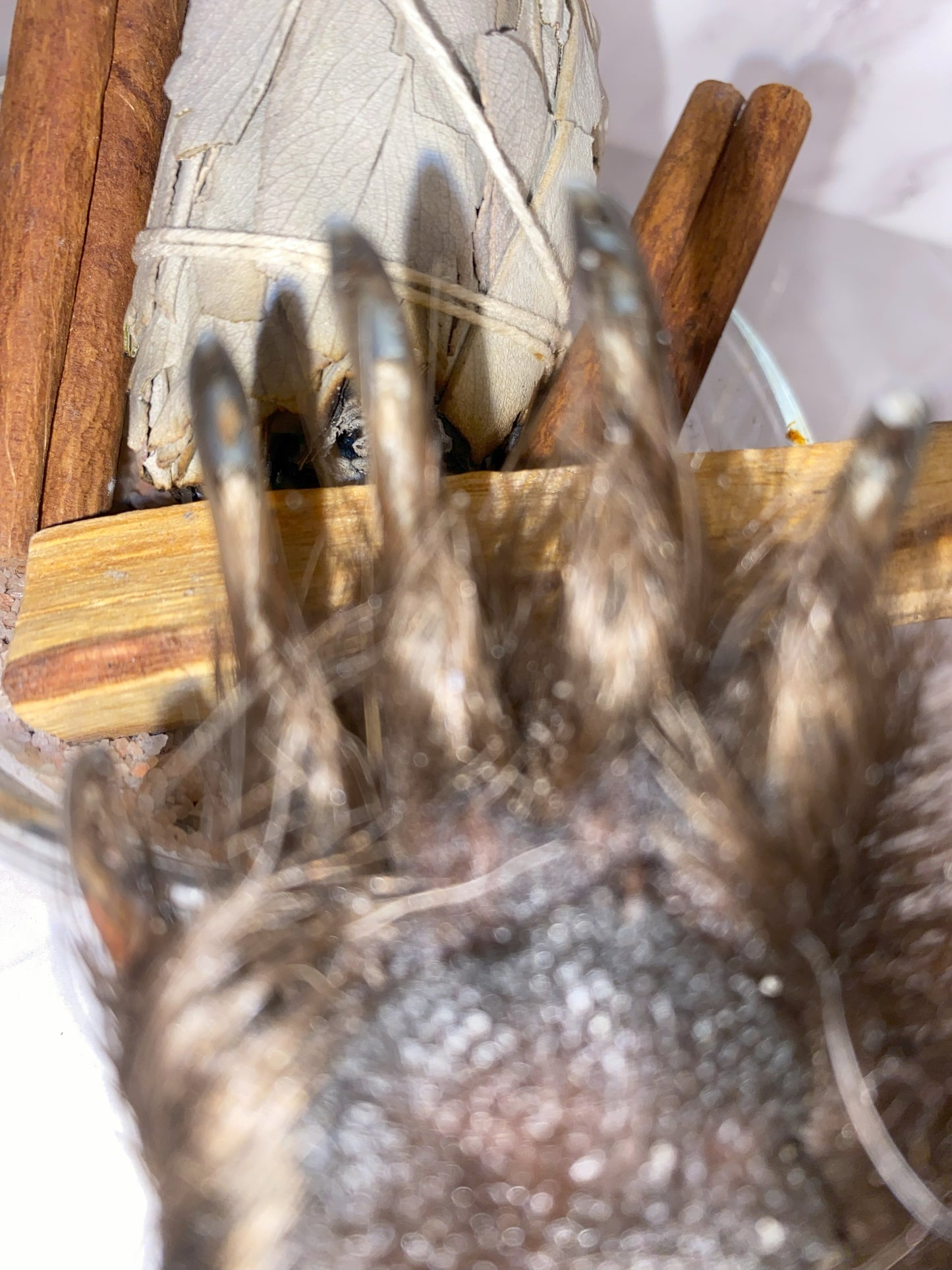 Genuine Mummified Porcupine Hind Foot