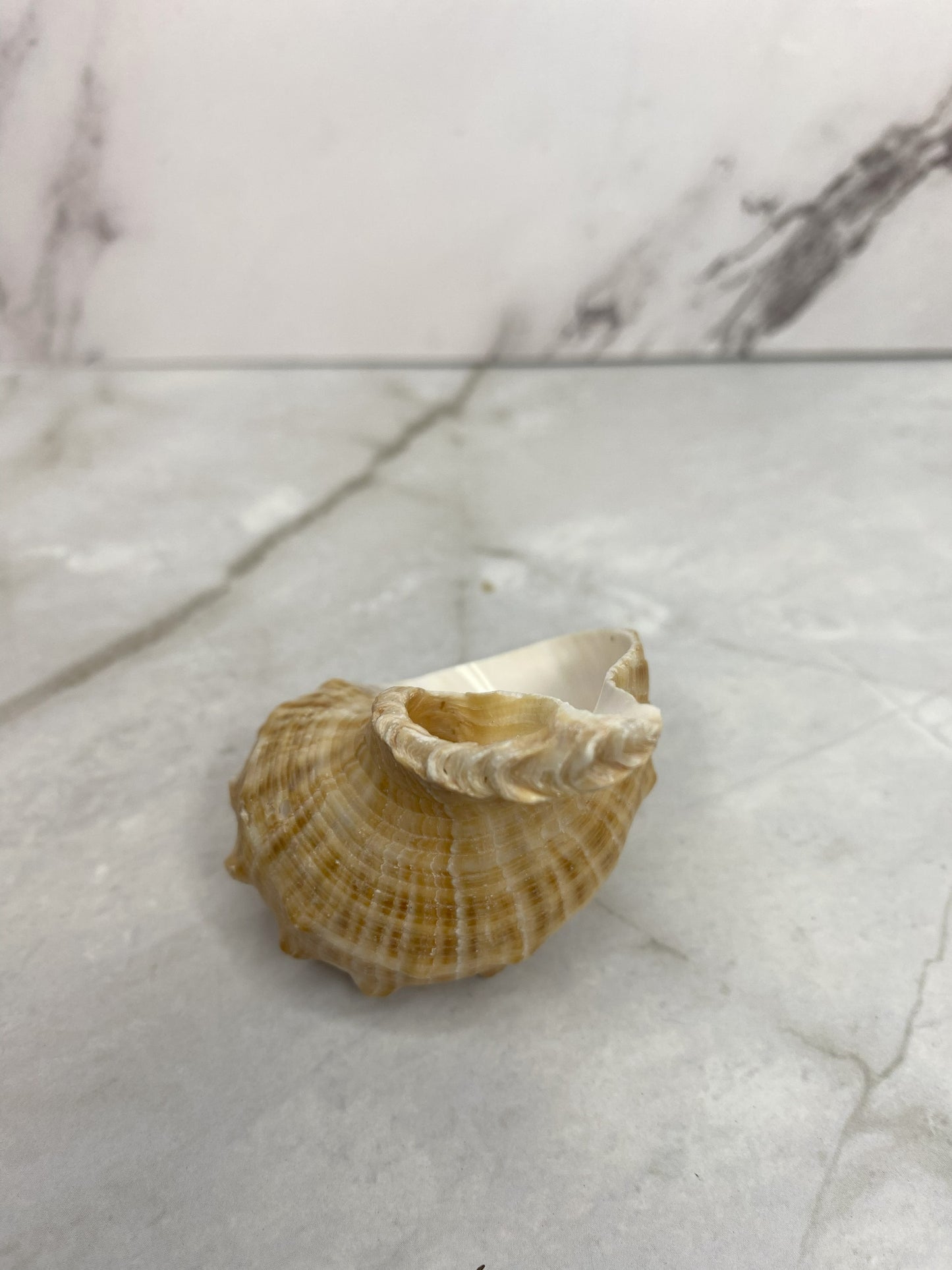 Veined Rapa Whelk Gastropod Seashell