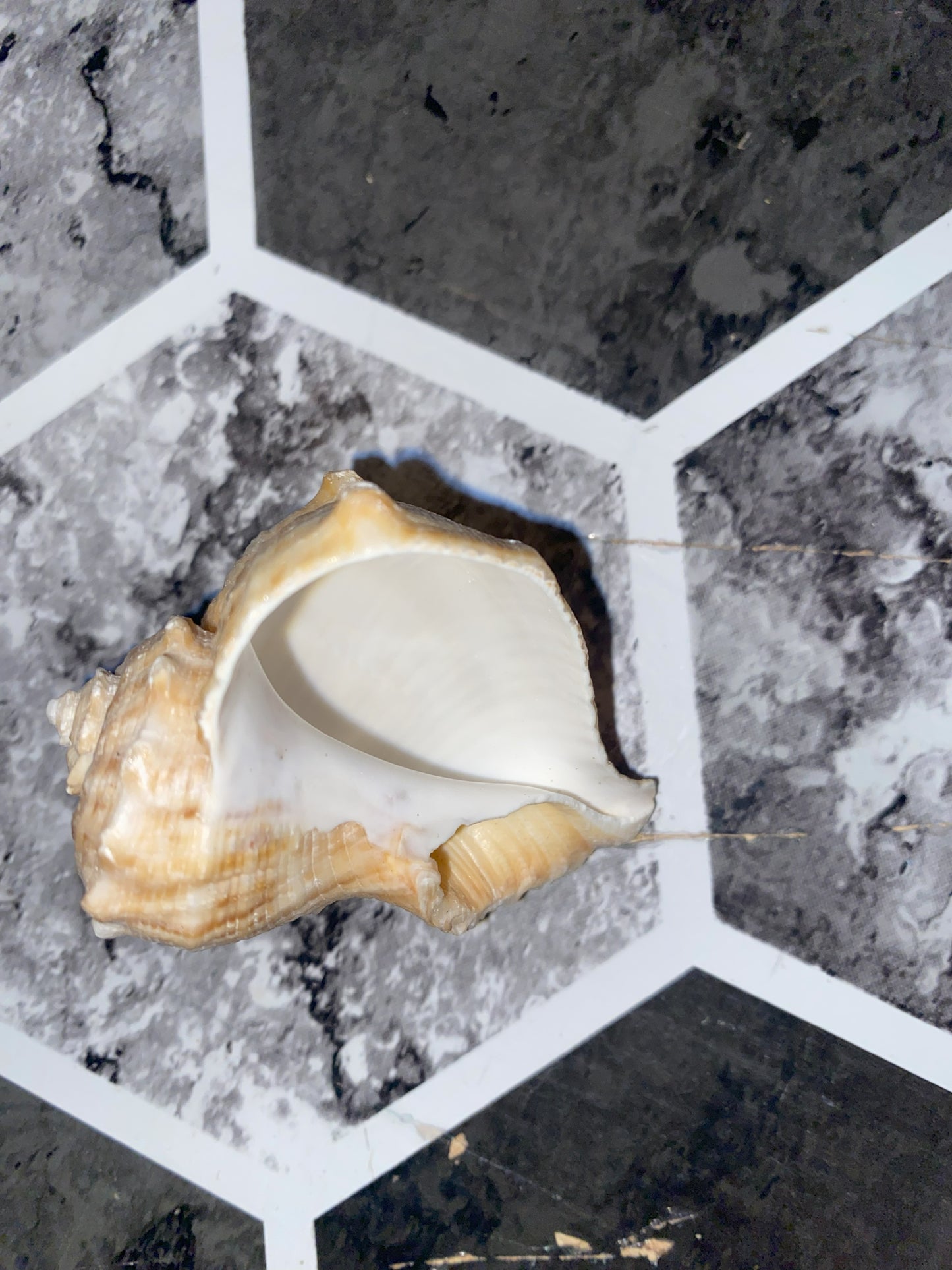 Veined Rapa Whelk Gastropod Seashell