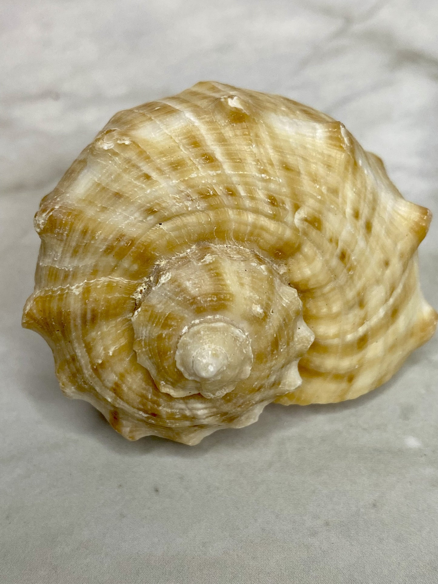 Veined Rapa Whelk Gastropod Seashell
