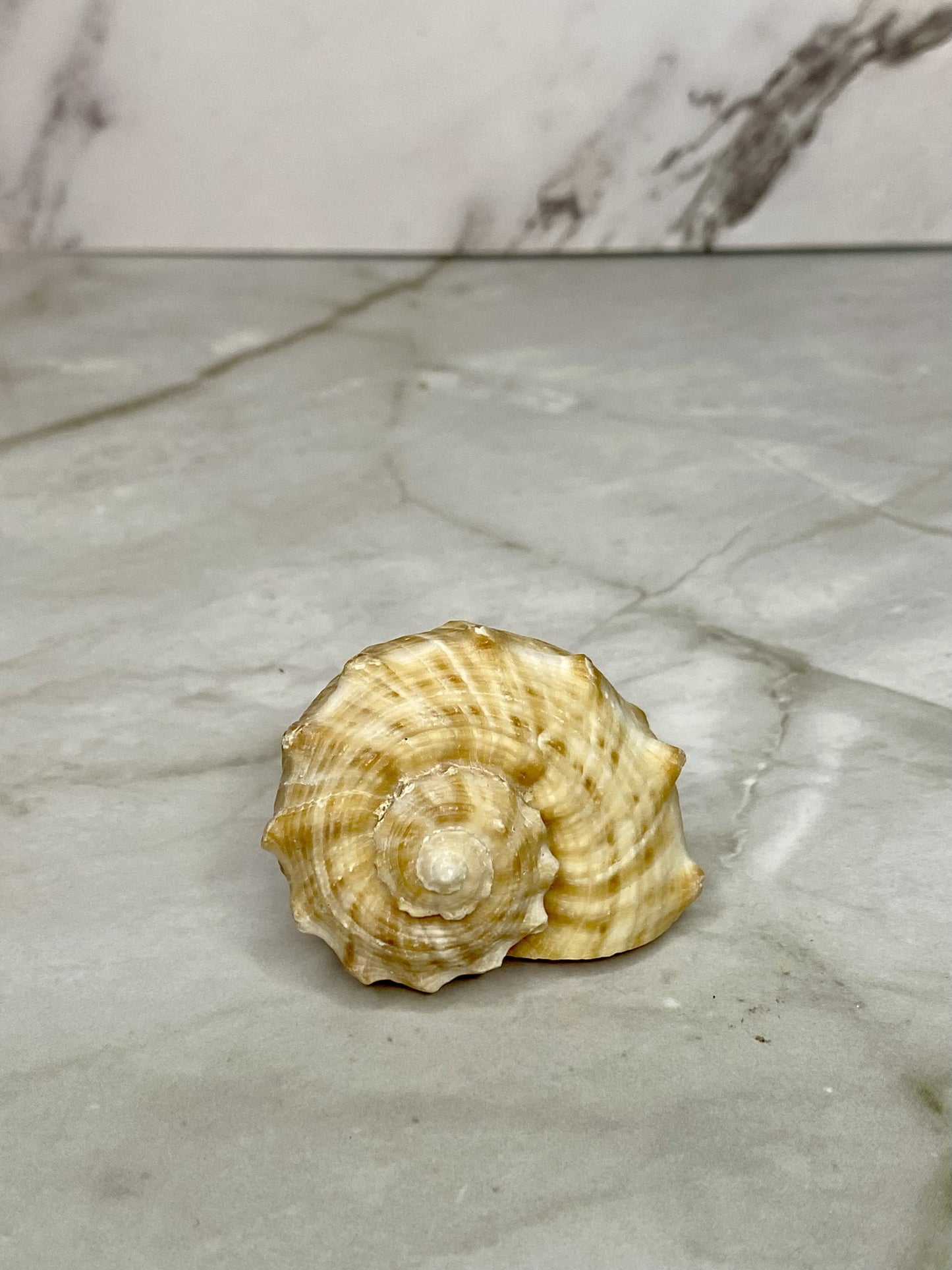 Veined Rapa Whelk Gastropod Seashell