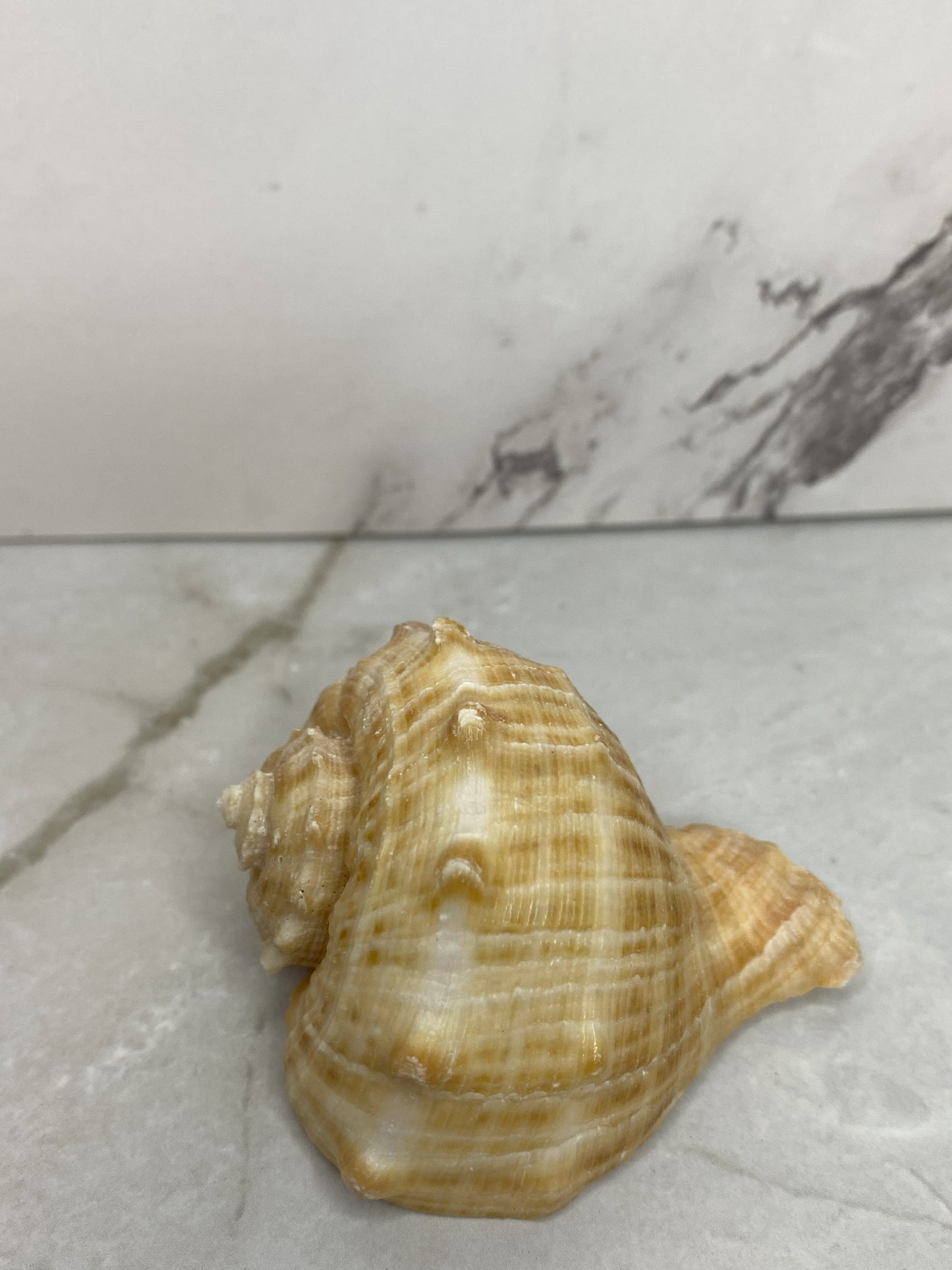 Veined Rapa Whelk Gastropod Seashell