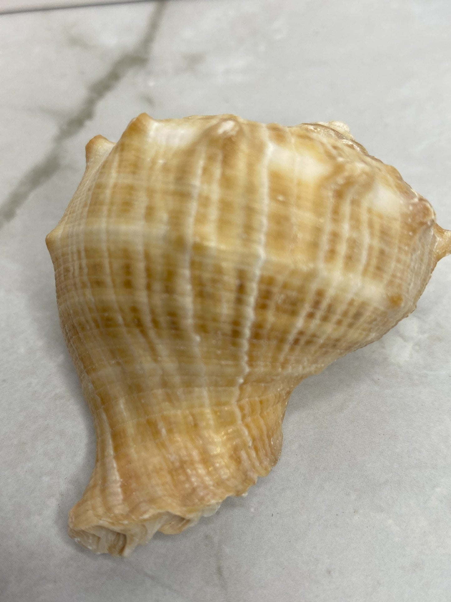 Veined Rapa Whelk Gastropod Seashell