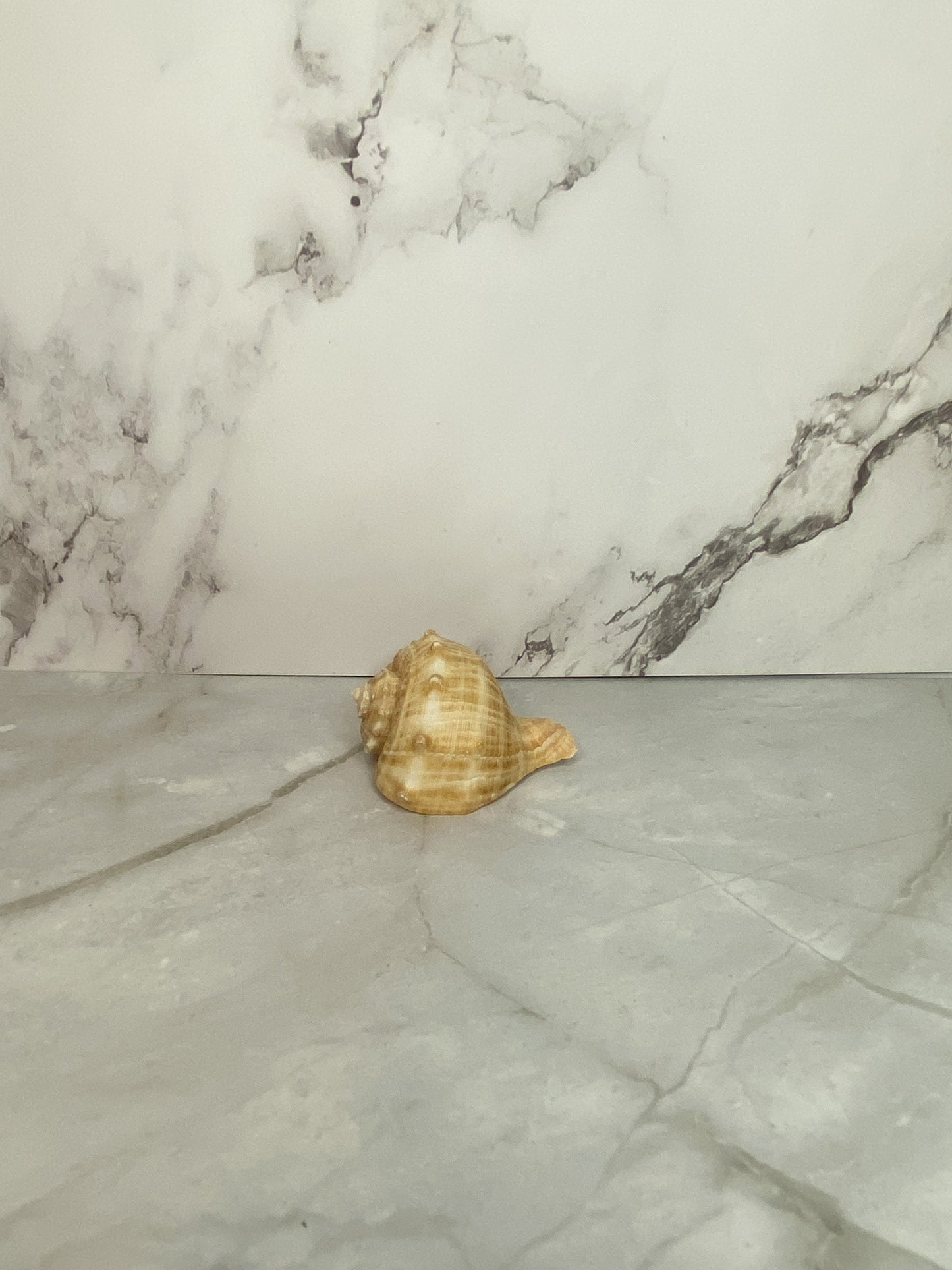 Veined Rapa Whelk Gastropod Seashell