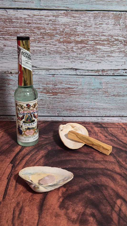 Authentic Surf Clam Beach Shell