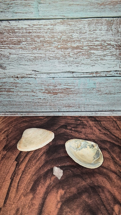 Authentic Surf Clam Beach Shell
