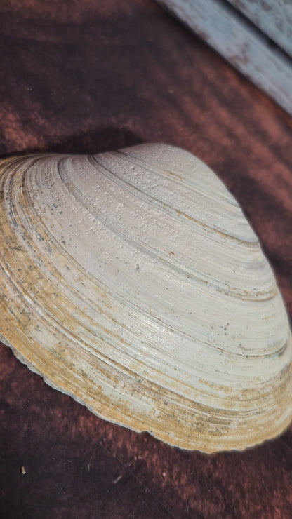 Authentic Surf Clam Beach Shell