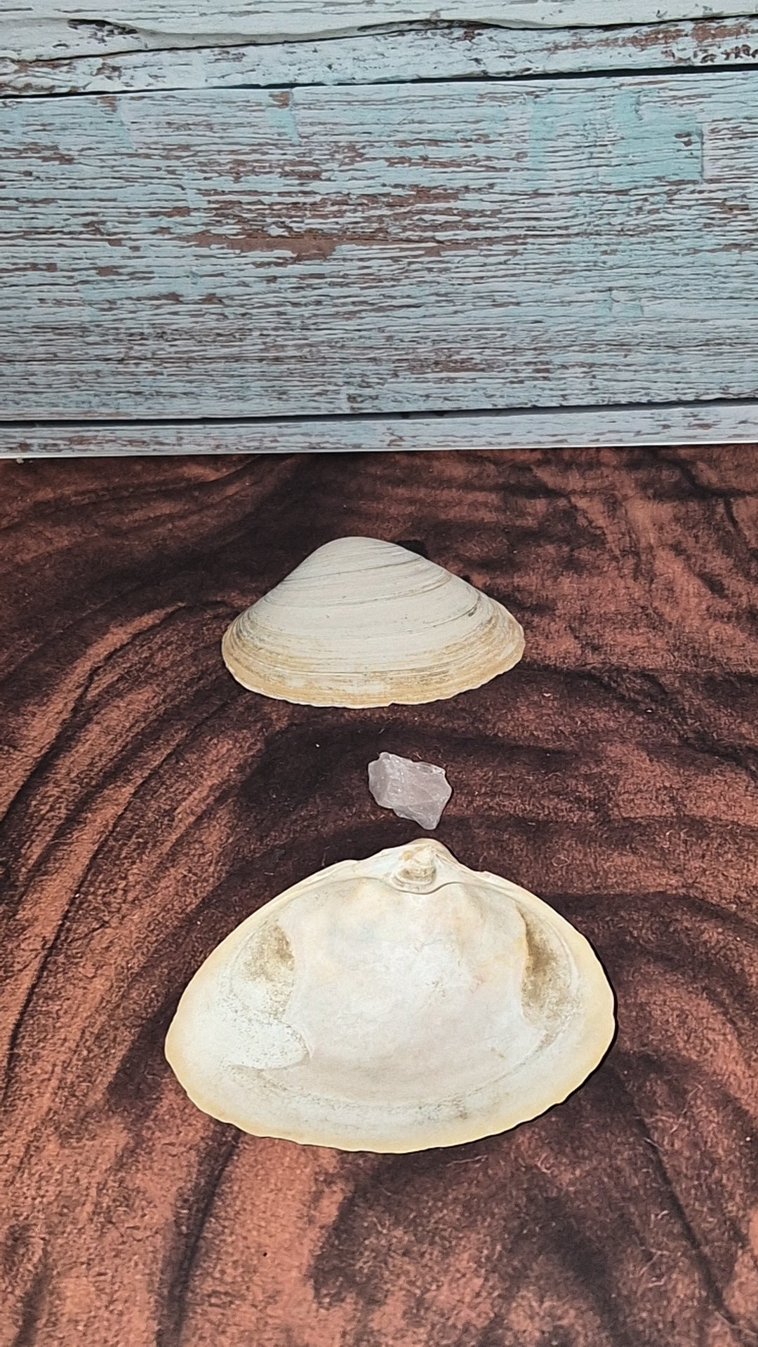 Authentic Surf Clam Beach Shell