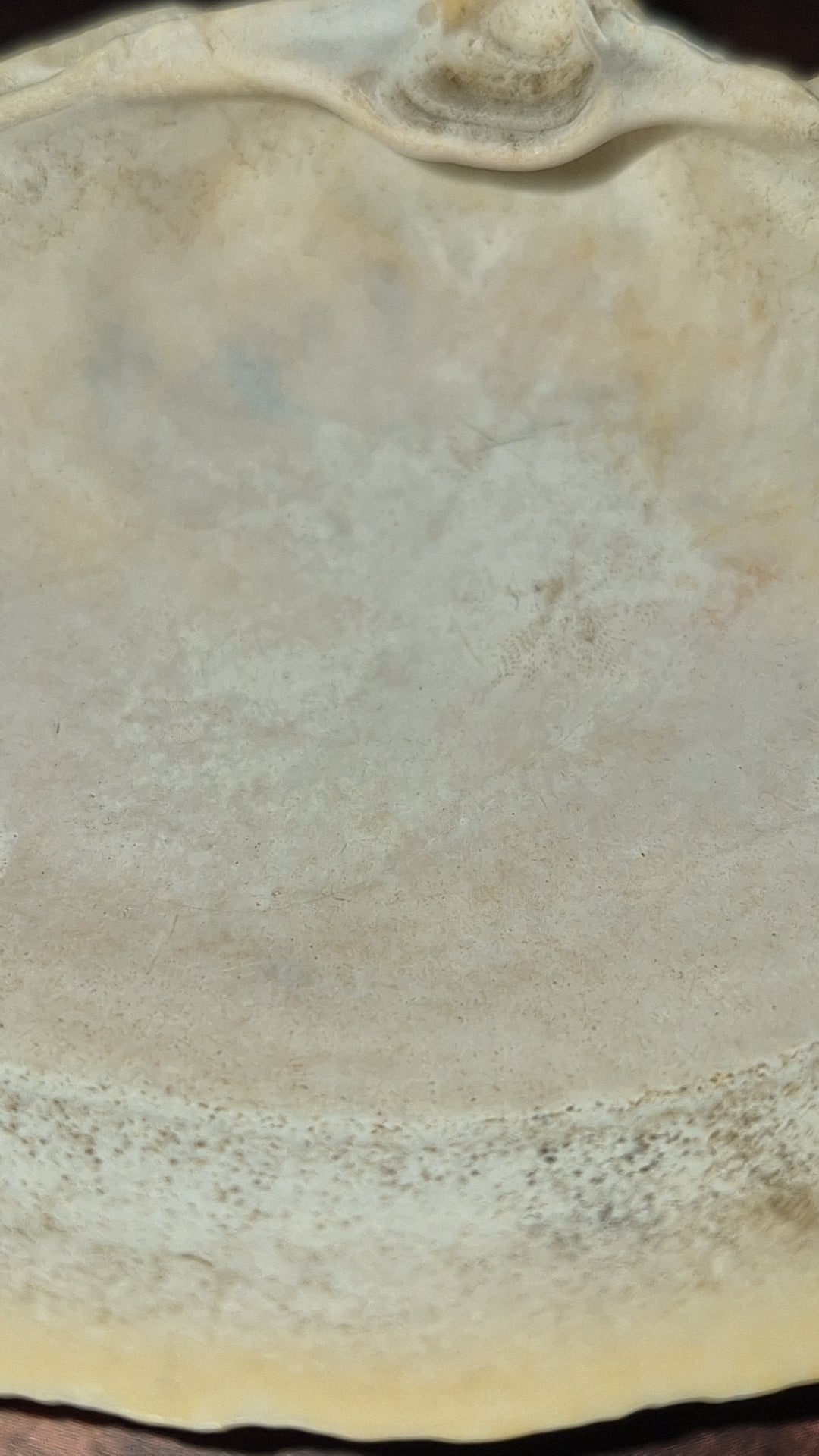 Authentic Surf Clam Beach Shell