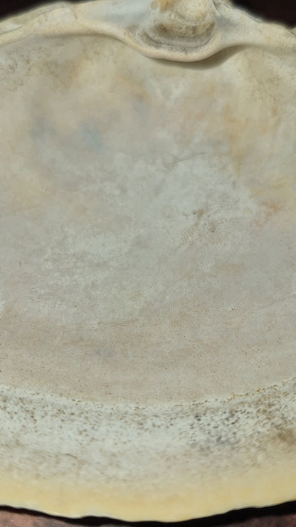 Authentic Surf Clam Beach Shell