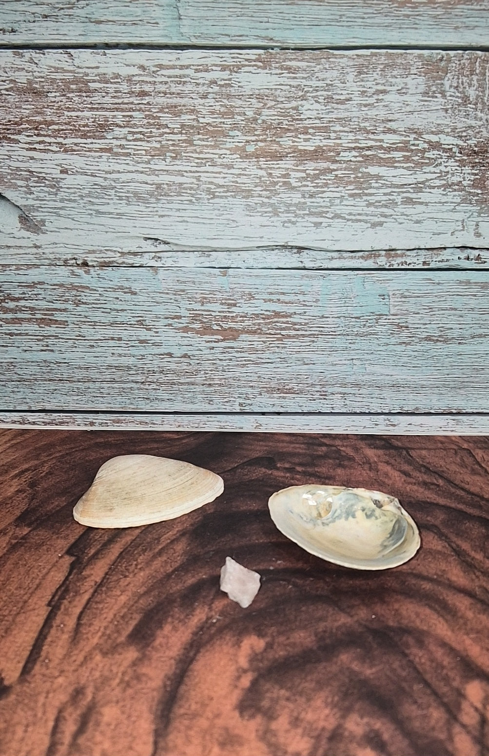 Authentic Surf Clam Beach Shell