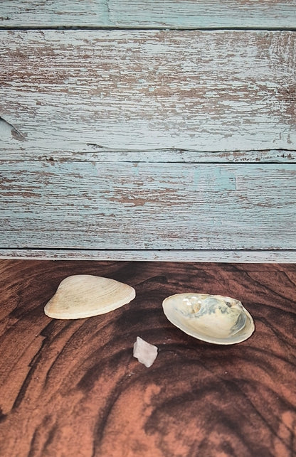 Authentic Surf Clam Beach Shell