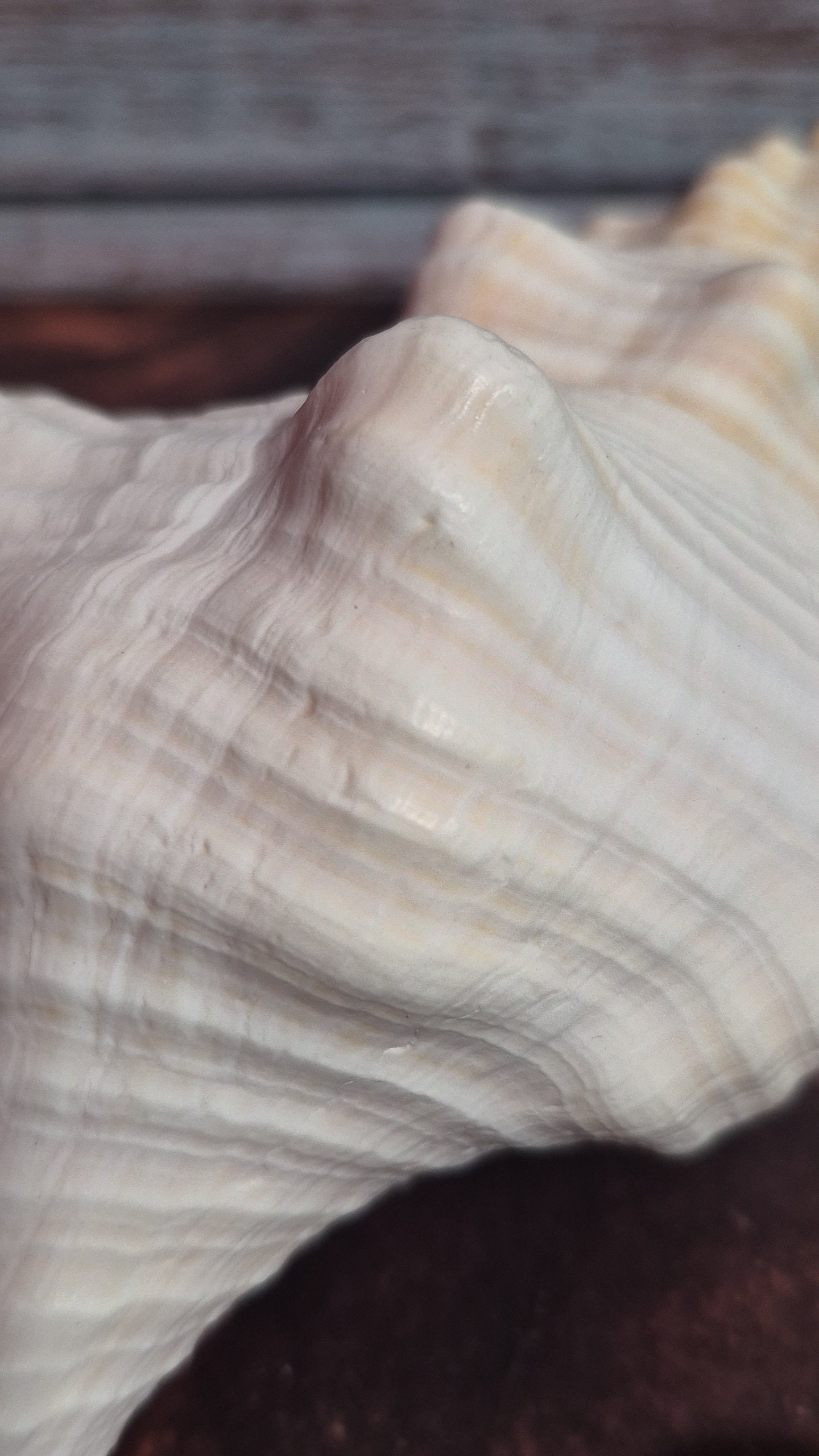 Authentic Mature Adult Horse Conch Gastropod Shell