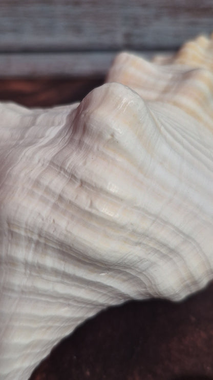 Authentic Mature Adult Horse Conch Gastropod Shell