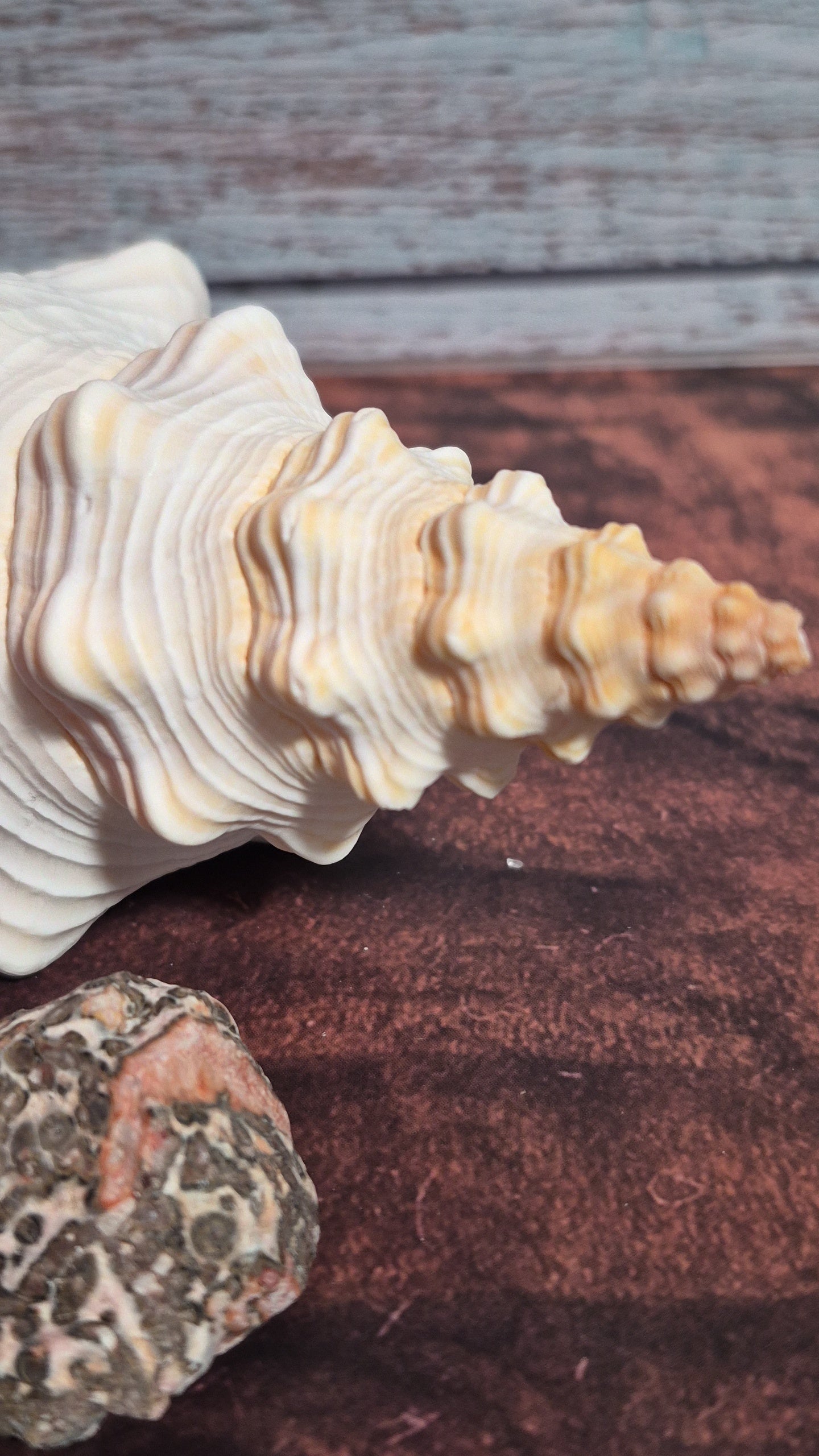 Authentic Mature Adult Horse Conch Gastropod Shell