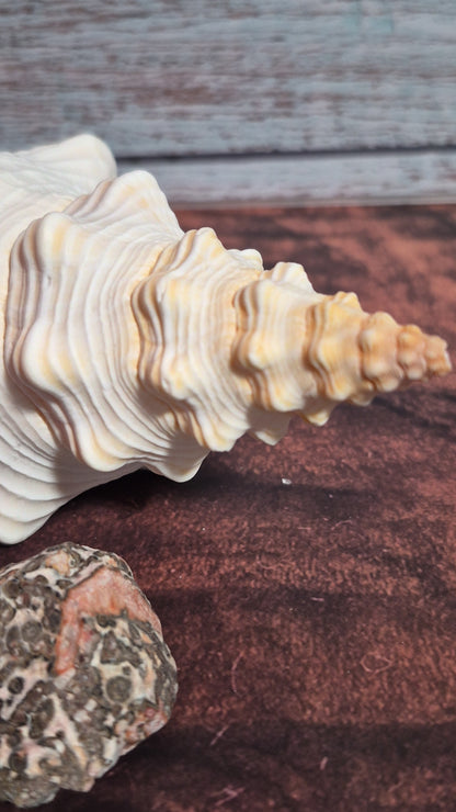 Authentic Mature Adult Horse Conch Gastropod Shell