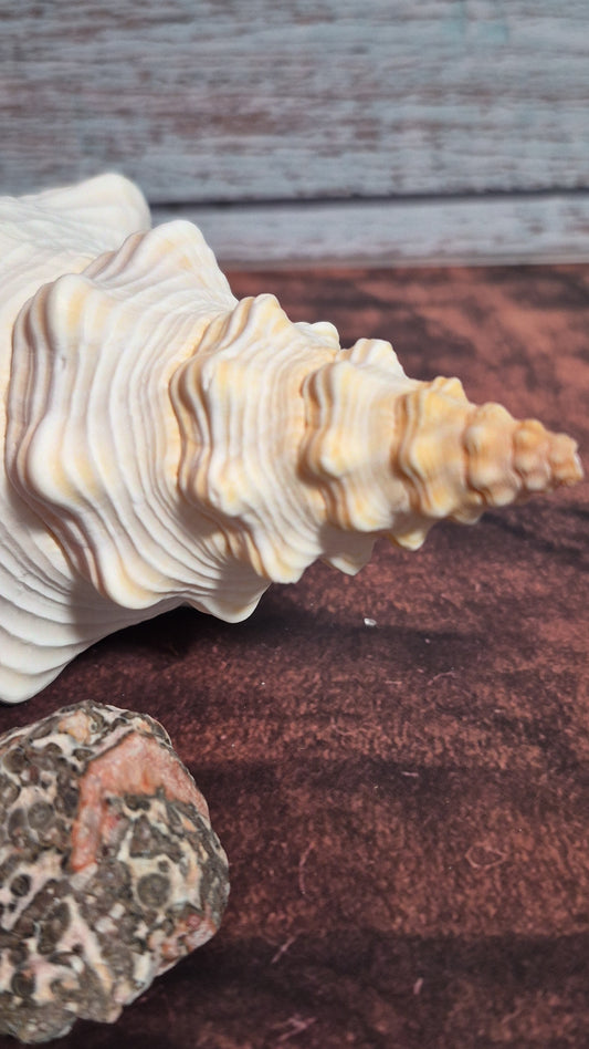 Authentic Mature Adult Horse Conch Gastropod Shell