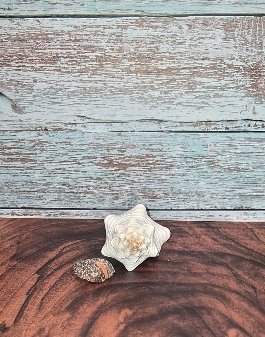 Authentic Mature Adult Horse Conch Gastropod Shell