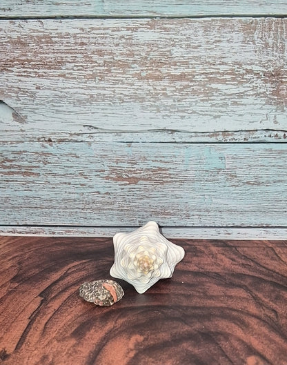 Authentic Mature Adult Horse Conch Gastropod Shell