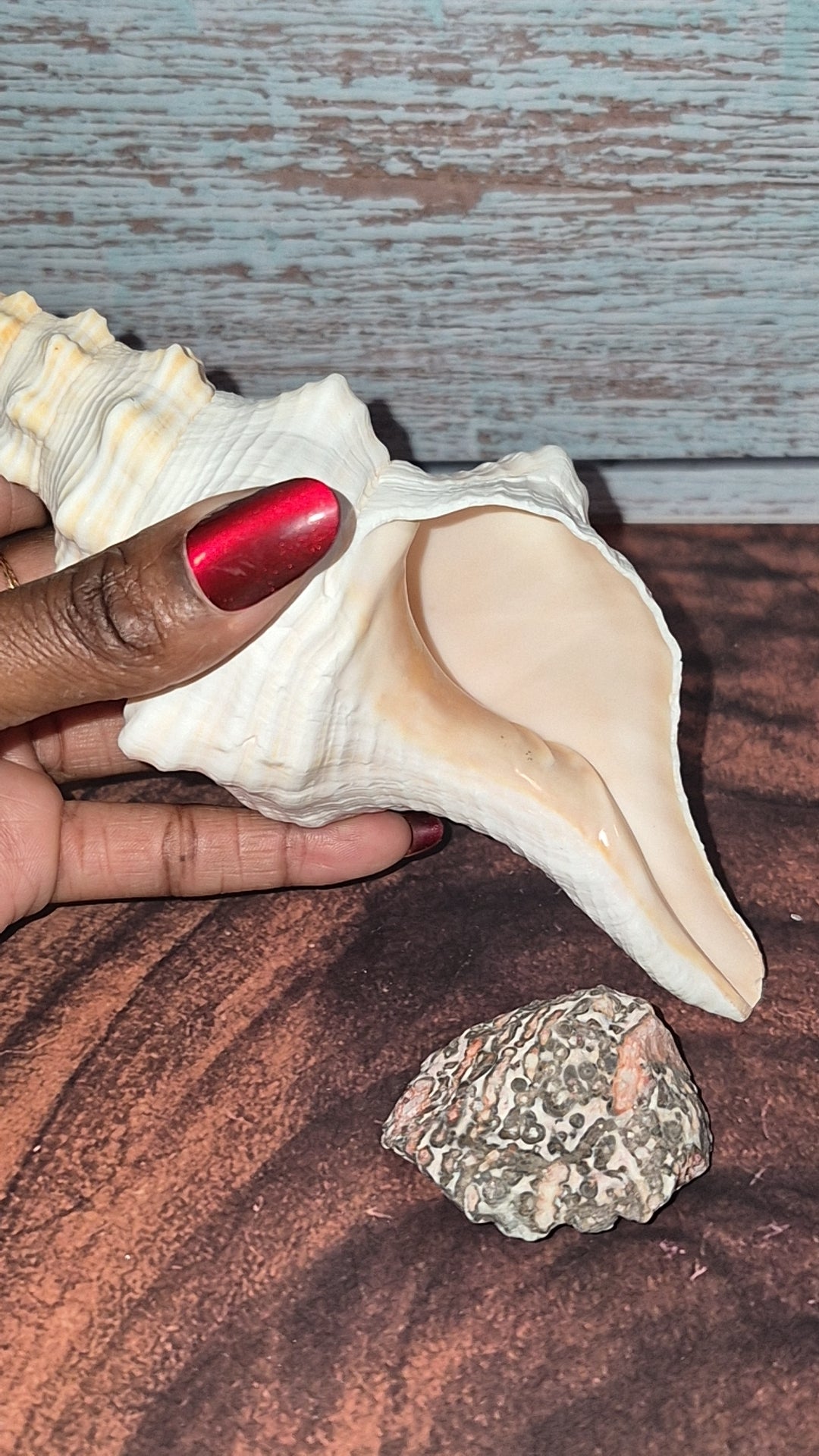 Authentic Mature Adult Horse Conch Gastropod Shell