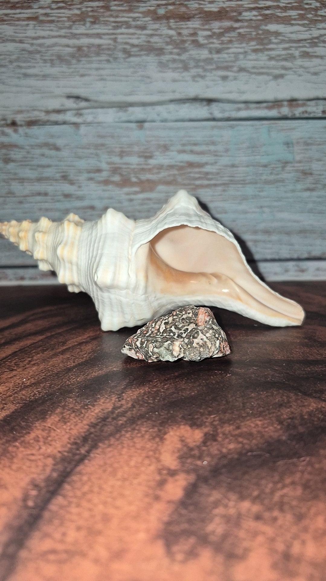 Authentic Mature Adult Horse Conch Gastropod Shell