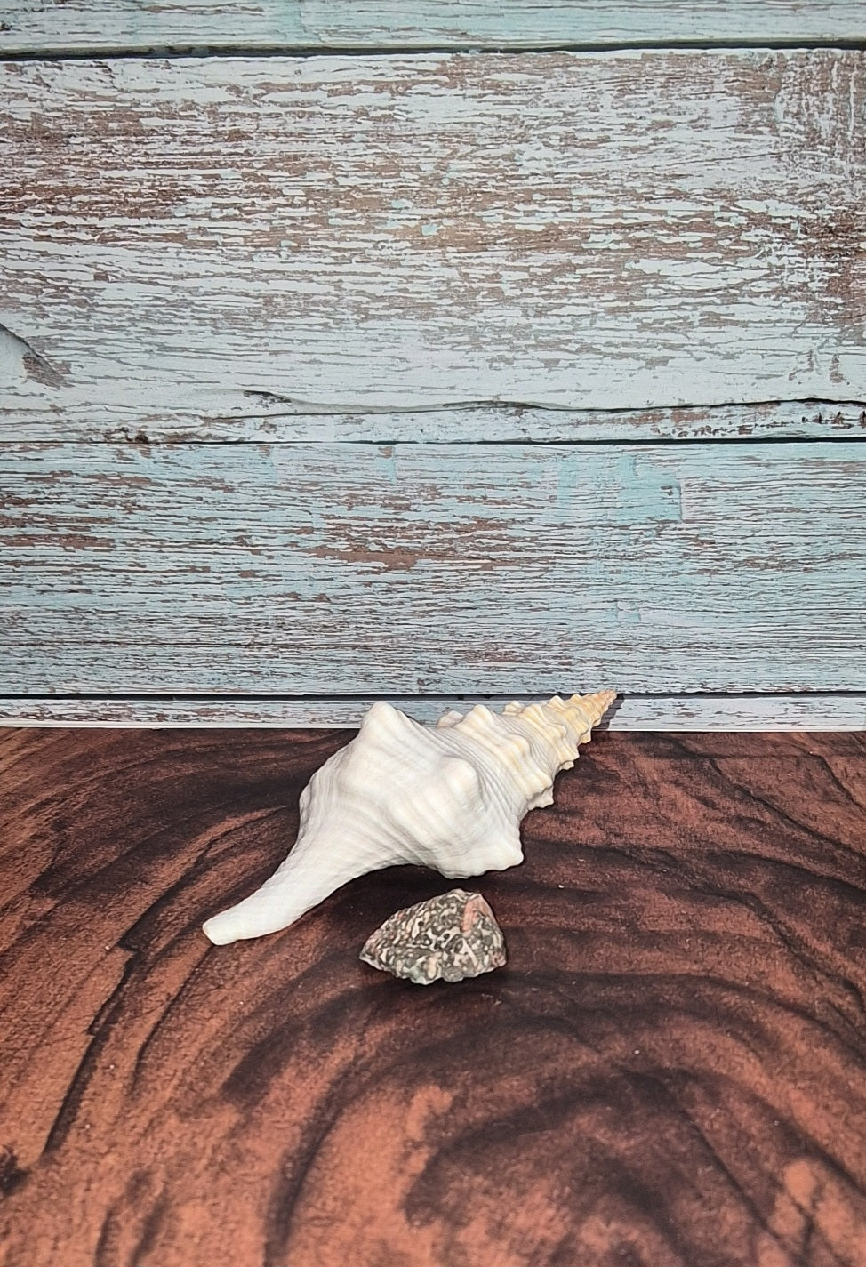 Authentic Mature Adult Horse Conch Gastropod Shell