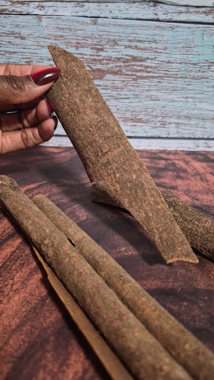Cassia Cinnamomum