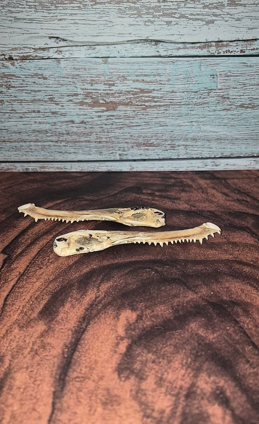 Authentic Gator Jaw